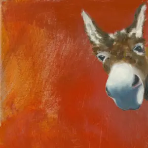 Donkey